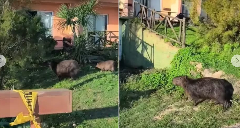 Captura de pantalla 2026-04-08 223648