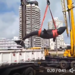 PUNTA DEL ESTE: SACRIFICARON A LA ORCA Y TRASLADAN SU CUERPO