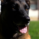 Drago, el perro policía que llevó a incautar un millón de dólares en pasta base