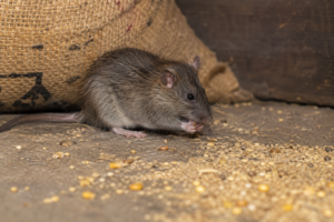 rata